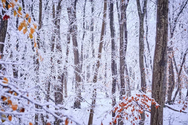 罗马尼亚克洛伊冬季被雪覆盖的硬木森林 — 图库照片