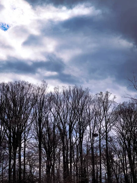 Vertikal Bild Kala Träd Mot Dramatisk Molnig Himmel — Stockfoto