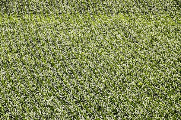 Europese Ogm Groeiende Groene Maïsveld Textuur Achtergrond — Stockfoto