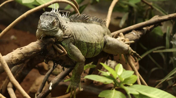 Zbliżenie Ujęcia Amerykańskiej Iguany Leżącej Gałęzi Drzewa — Zdjęcie stockowe