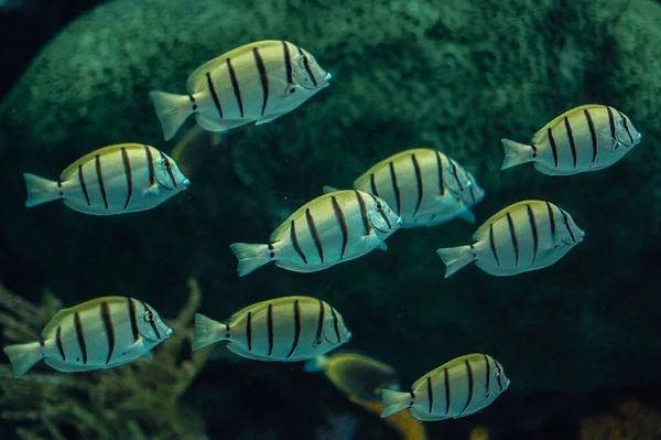 Closeup Acanthurus Triostegus Also Known Convict Tang Convict Surgeonfish Manini — Stock Photo, Image