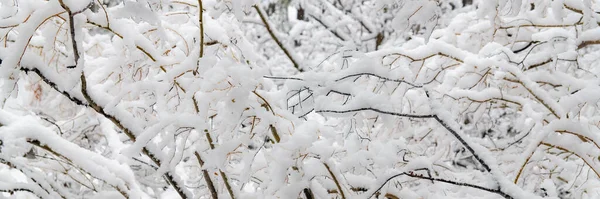 Die Sierra Nevada Unter Dem Schnee Kalifornien Wald Winter — Stockfoto