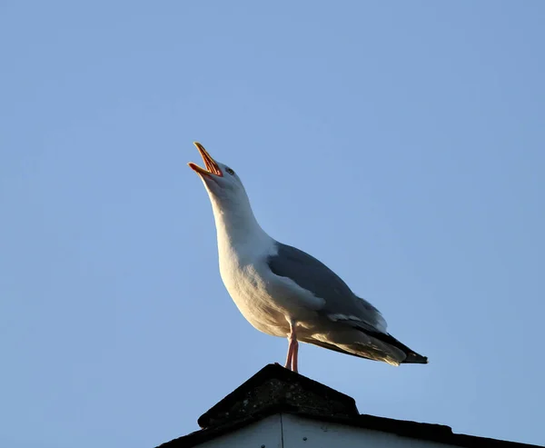 Eine Entzückende Möwe Mit Offenem Schnabel Thront Auf Einem Dach — Stockfoto