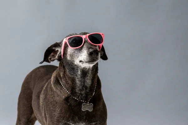 灰色の背景にピンクの眼鏡をかけた犬の眺め — ストック写真