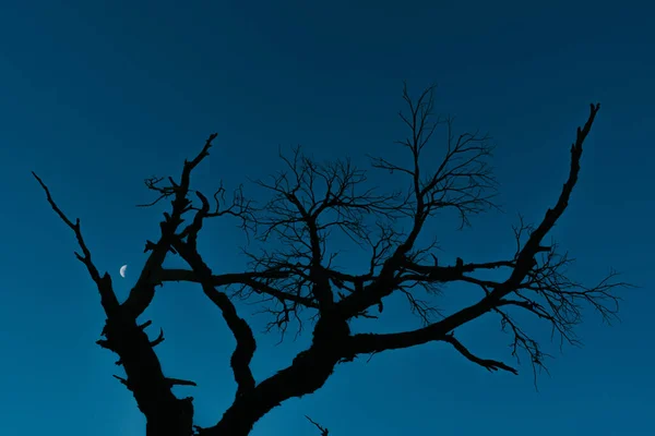 Uma Silhueta Árvore Com Lua Crescente Fundo — Fotografia de Stock