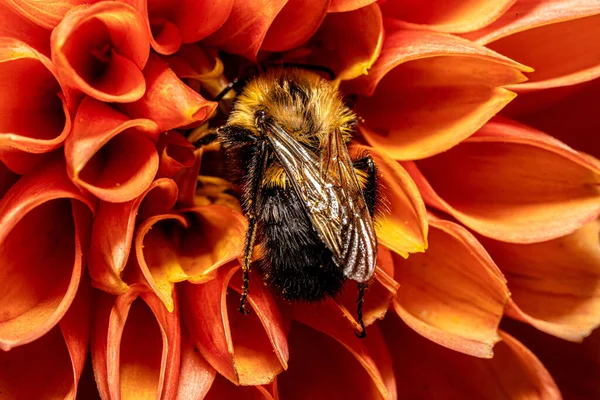 Μια Μακρο Φωτογραφία Του Δέντρου Bumblebee Bombus Hypnorum Που Συλλέγει — Φωτογραφία Αρχείου