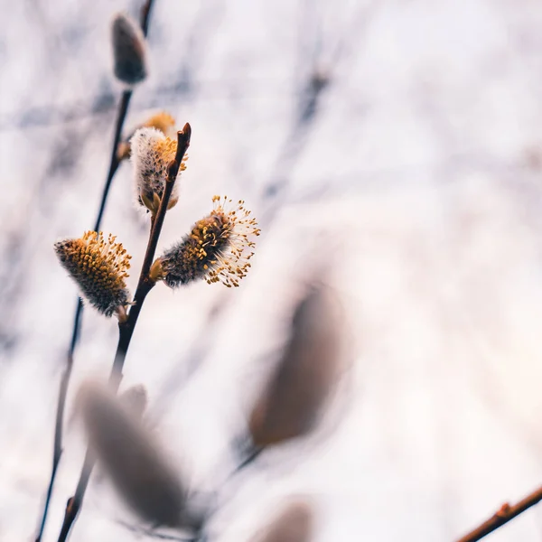 Detailní Záběr Kvetoucích Vrb Větvi — Stock fotografie