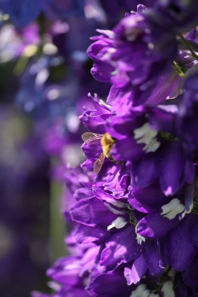 Mor Delphinium Larkspur Yapraklarında Saklanan Bir Arının Dikey Görüntüsü — Stok fotoğraf