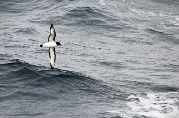 Oiseau Noir Blanc Survolant Mer Ondulée — Photo