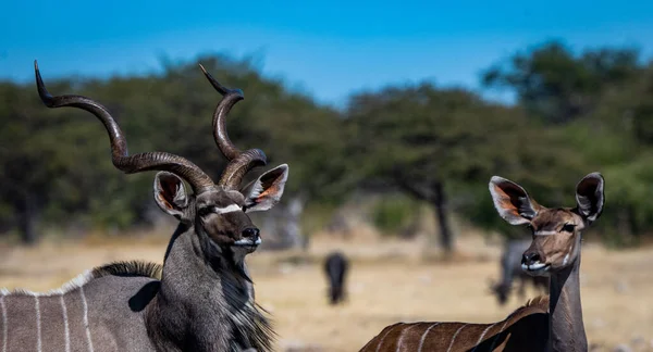 ナミビア砂漠では 長い螺旋状の角を持つ男性のクドと大きな耳を持つ女性のクドの閉鎖 — ストック写真