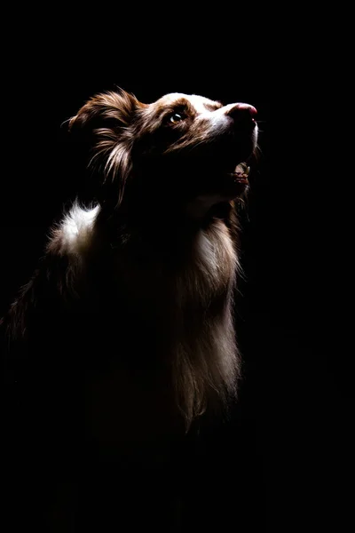 Portrait Border Collie Sur Fond Noir Isolé — Photo