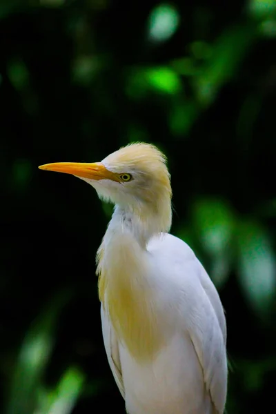 Închidere Unui Egret Adorabil Vite Din Kuala Lumpur Bird Park — Fotografie, imagine de stoc