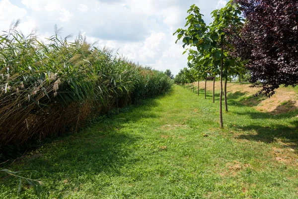 Bellissimo Paesaggio Campo Verde — Foto Stock