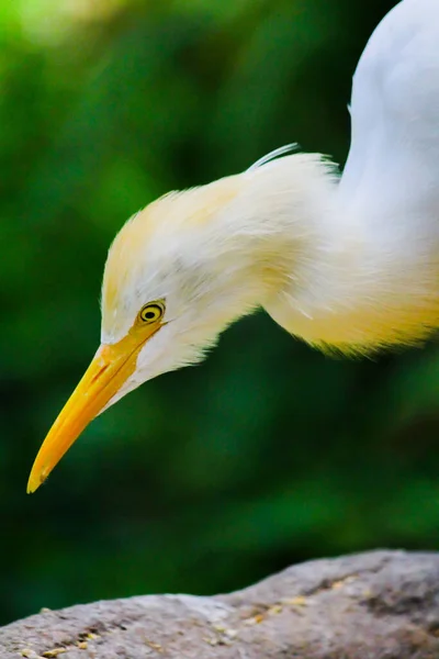 Een Closeup Van Een Schattige Vee Egret Kuala Lumpur Bird — Stockfoto