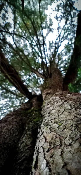 Svislý Snímek Nízkého Úhlu Stromu — Stock fotografie