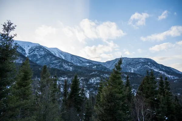 Sosnowy Wiecznie Zielony Las Zboczu Góry Góry Pokryte Śniegiem Pod — Zdjęcie stockowe