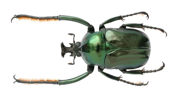 Prachtige Insecten Collectie Van Kleurrijke Bloemchafers — Stockfoto