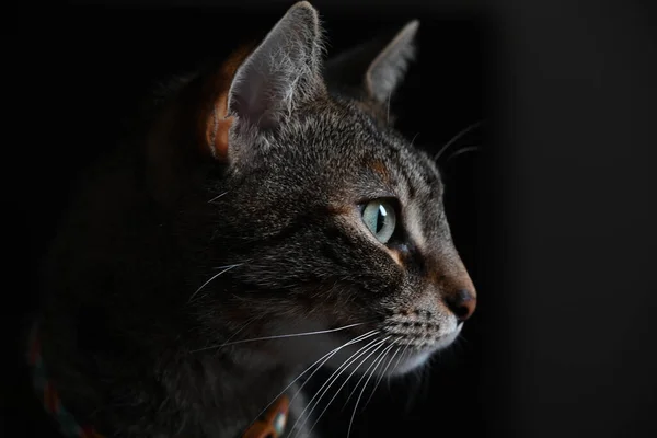 Een Portret Van Een Kat Met Blauwe Ogen Een Zwarte — Stockfoto