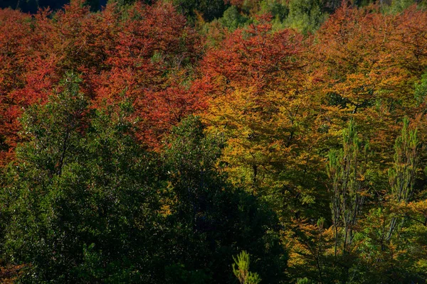 Μια Εκπληκτική Θέα Των Πολύχρωμων Δέντρων Του Φθινοπώρου Ένα Δάσος — Φωτογραφία Αρχείου