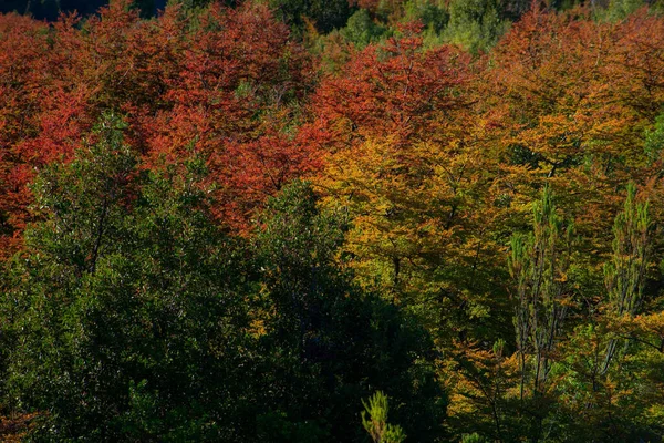 Stunning View Vibrant Colorful Autumn Trees Forest — Stock Photo, Image