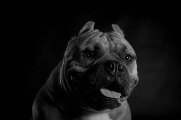 Una Foto Blanco Negro Lengua Adog Que Sobresale Mira Frente —  Fotos de Stock