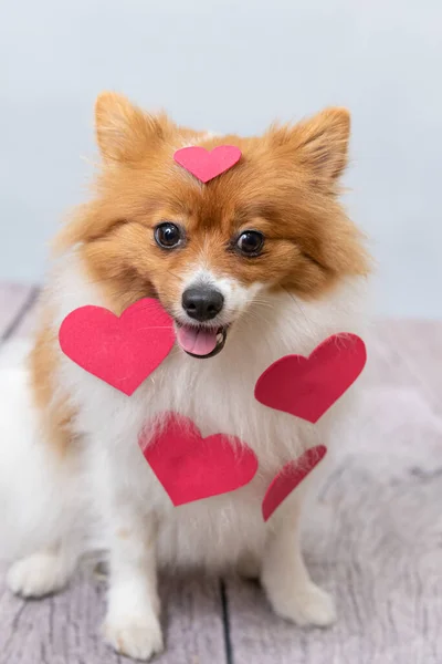 Tiro Perto Cão Spitiz Com Corações Vermelhos Nele — Fotografia de Stock
