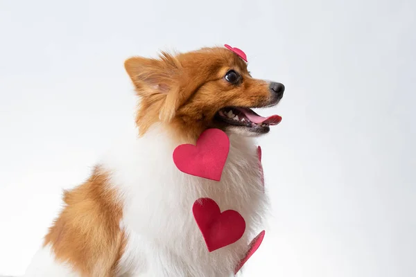 Tiro Perto Cão Spitiz Com Corações Vermelhos Nele — Fotografia de Stock