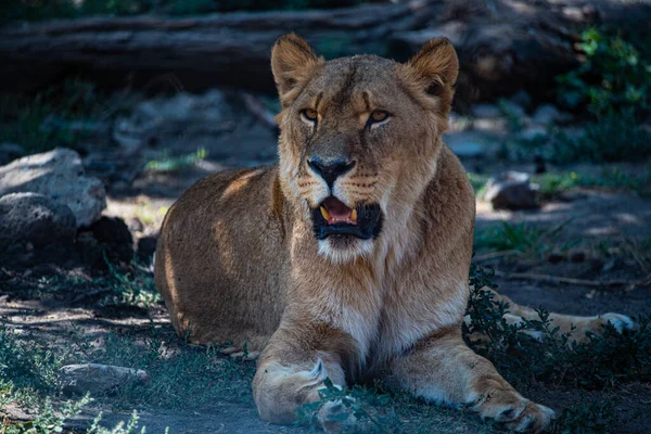 Selektivní Snímek Lvice Zoologické Zahradě — Stock fotografie