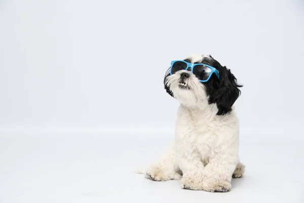 Beautiful Shot Shih Tzu Dog Wearing Blue Sunglasses Sitting Ground — Stock Photo, Image