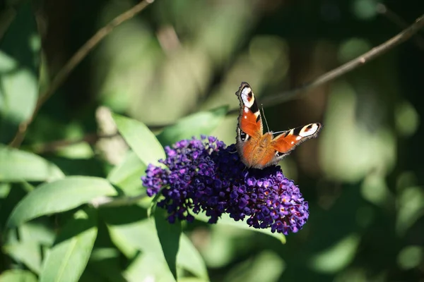 Ein Pfauenauge Schmetterling Sitzt Auf Einer Buddley Blume Garten — Stockfoto