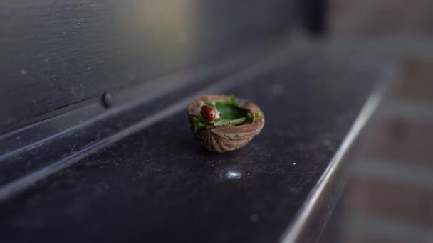 Panoramatický Pohled Ořechovou Skořápku Zeleným Listem Uvnitř Malý Domek Pro — Stock video