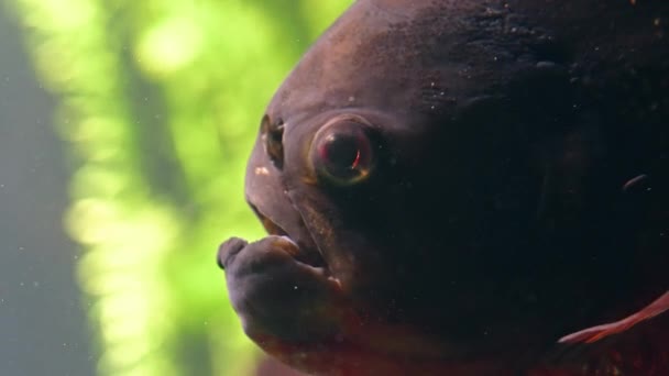 Pirayafisk Som Simmar Akvariet Zürich Zoo Schweiz — Stockvideo