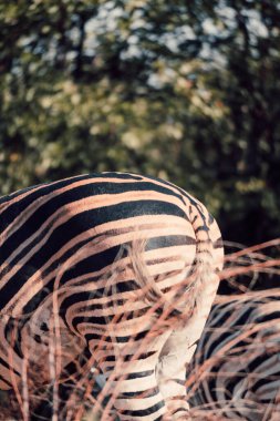 Güney Afrika 'da zebranın kuyruğunun dikey görüntüsü.