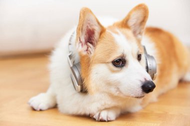 Kulaklık takan Corgi köpeği dinleniyor.