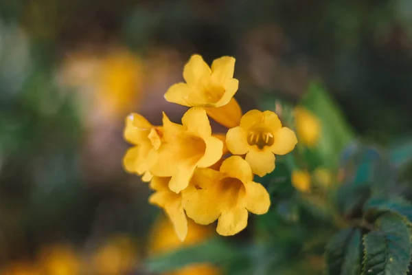 Close Flores Amarelas Fundo Embaçado — Fotografia de Stock