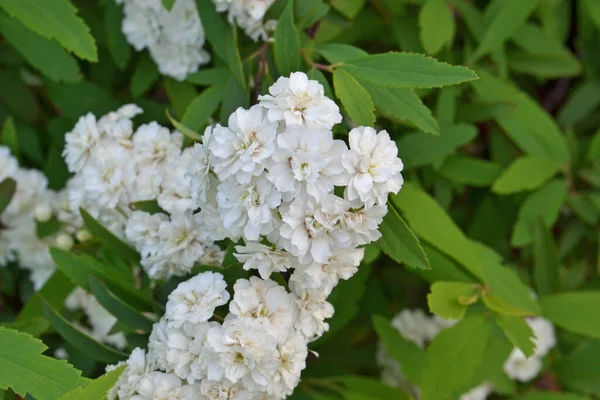 Gros Plan Fleurs Blanches Spirée Reeve Fleurissant Sous Lumière Soleil — Photo