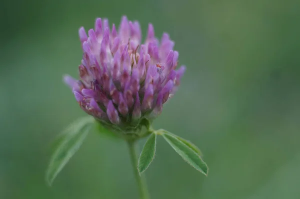 Mělké Ostření Záběru Červeného Jetele Trifolium Pratense — Stock fotografie