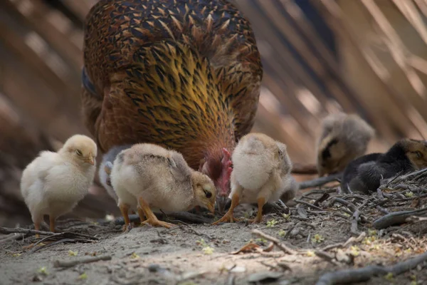 Beautiful Portrait Cute Baby Chicks — Stockfoto