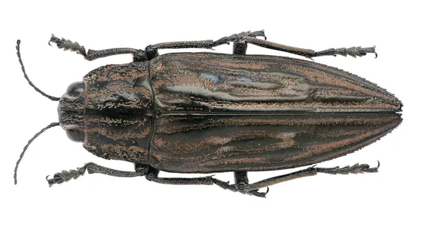 매크로 렌즈로 배경에 고립되어 빛나는 딱정벌레 표본의 수집물 — 스톡 사진