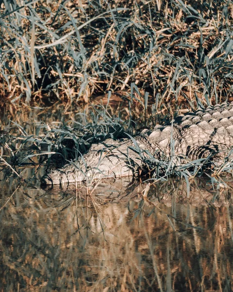 Een Dichtbij Shot Van Een Nijl Krokodil — Stockfoto