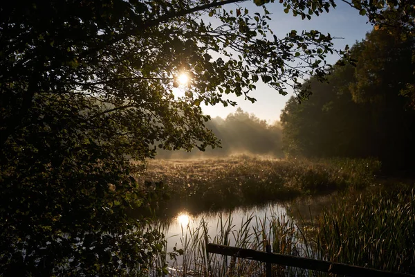 Beautiful Scenery Pond Early Morning Sun Peeking Branches — Stock Photo, Image