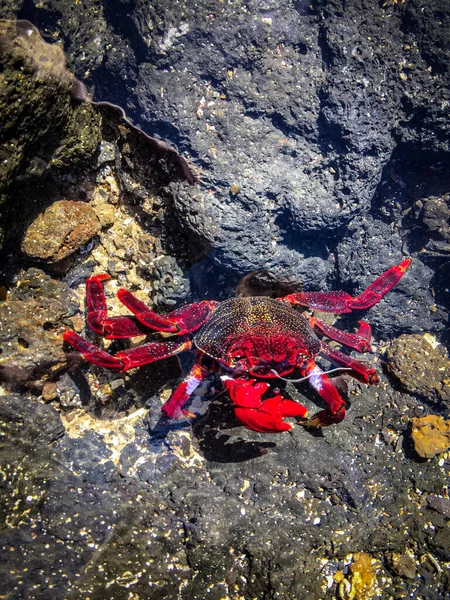 大红蟹在海中岩石上的垂直特写 — 图库照片