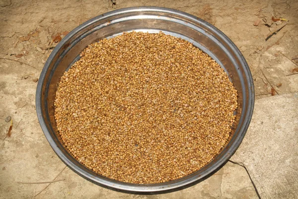 Portrait Coriander Seeds Seeds Have Been Allowed Dry Sun — Stock Photo, Image