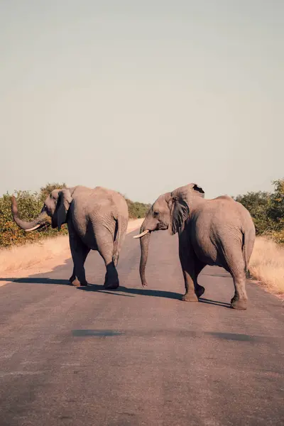 Plan Vertical Deux Éléphants Marchant Sur Une Route — Photo