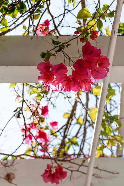 Düşük Açılı Pembe Bougainvillea Çiçekleri — Stok fotoğraf