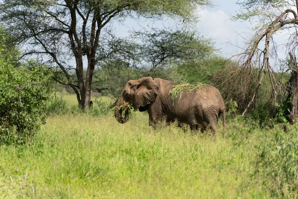 Gros Plan Éléphant Brousse Afrique Serengeti Tanzanie — Photo