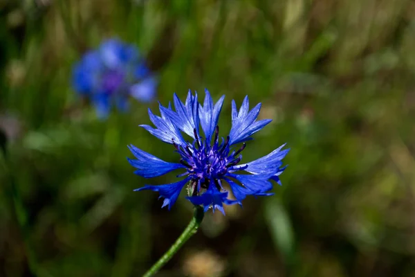 Detailní Záběr Modré Chrpy Kvetoucí Rozmazaném Pozadí — Stock fotografie