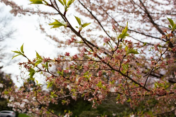 在朦胧的背景下 一棵开着美丽的粉红色花朵的树 — 图库照片