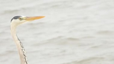 Gölde yüzen bir balıkçıl başı ve boynuna yakın plan.