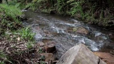 Ormanda akan küçük bir nehrin manzarası.